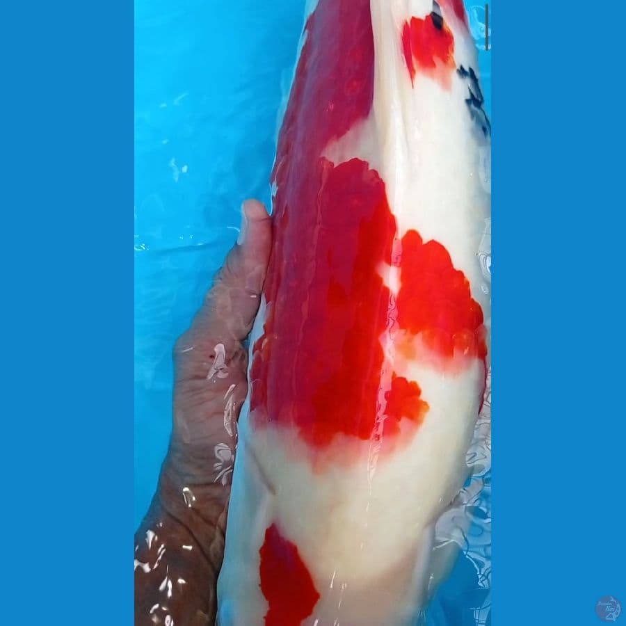 Original Sanke Jantan 47 cm
