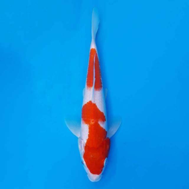 Kohaku nidan