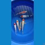 tancho mix 19-24 x6