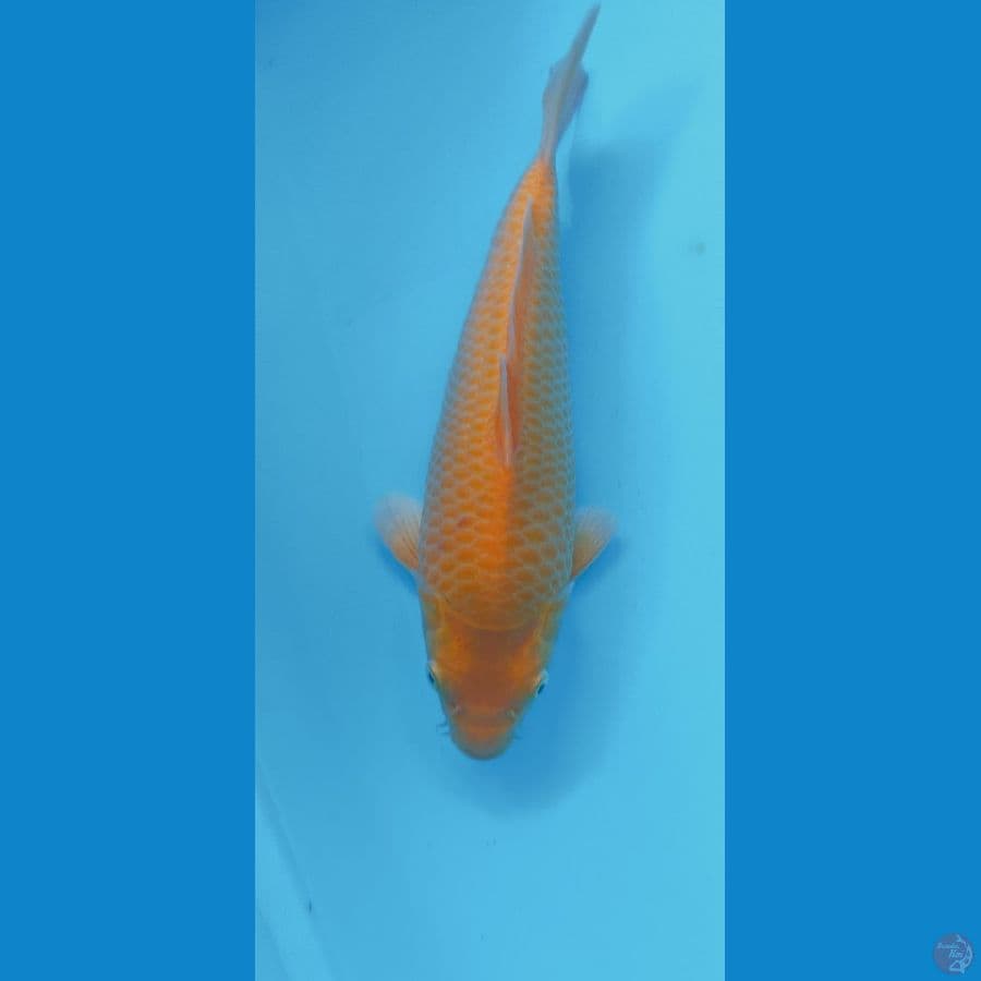 RED KARASI CORN 29CM MALE