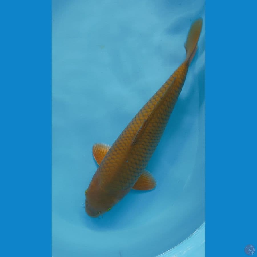 CAGOI 39CM MALE