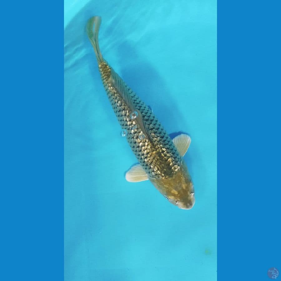 BLACK DIAMOND 32CM MALE