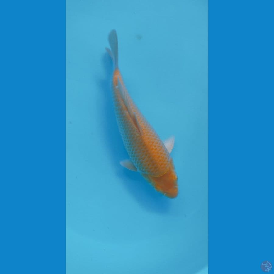 KARASI CORN 29CM MALE PUNUK