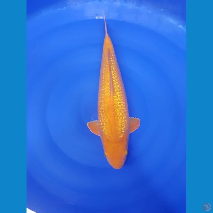 Karasi fuull ginrin 46cm male joosss