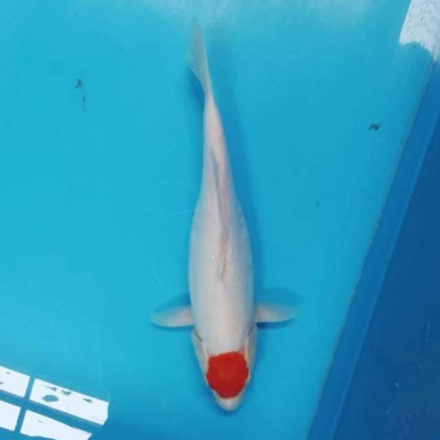 31cm Original Tancho Kohaku