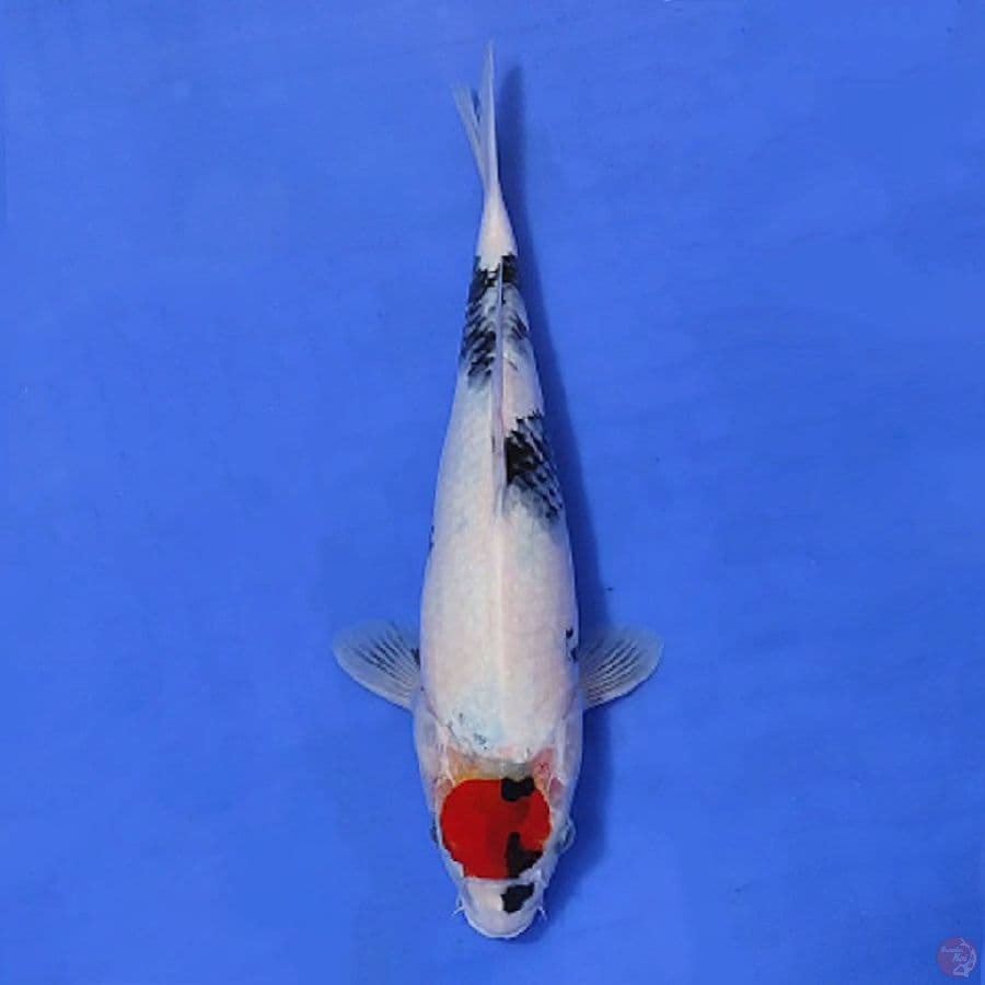 5.TANCHO SHOWA 33CM FEMALE