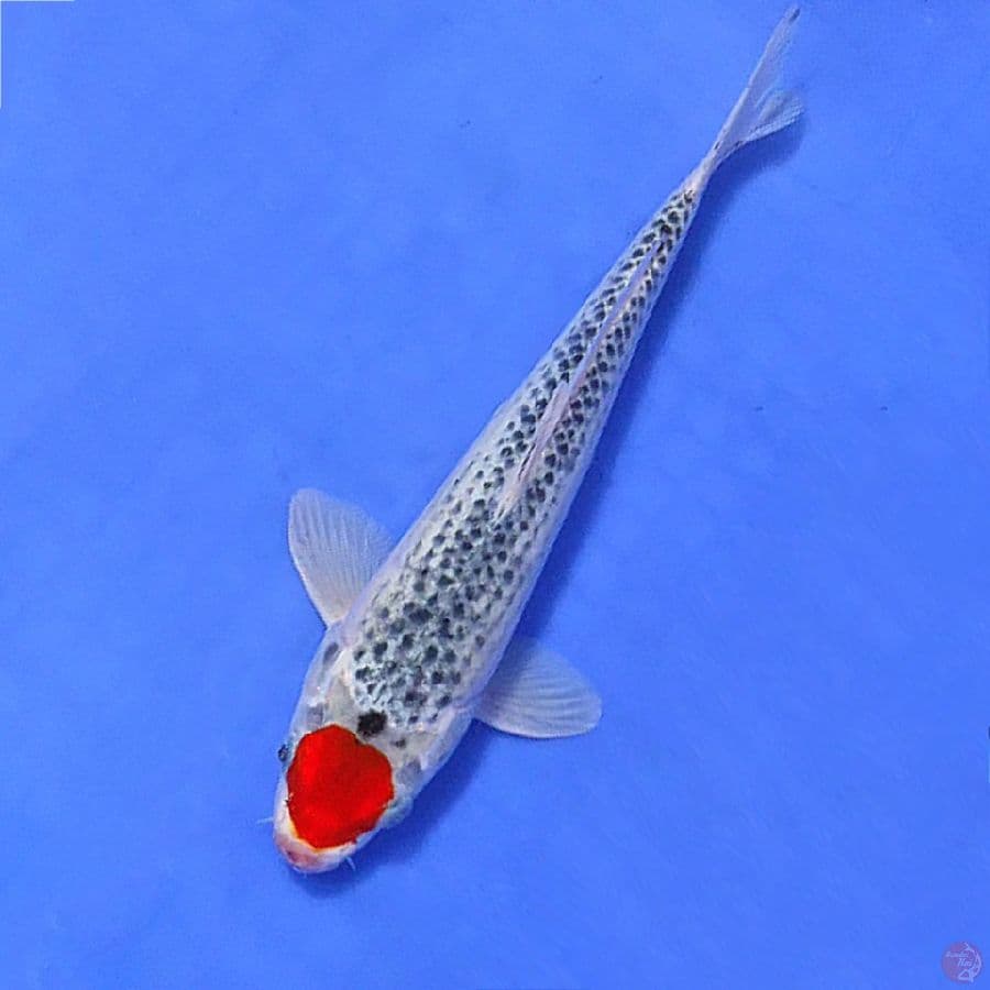9.TANCHO GOSHIKI 30CM MALE 