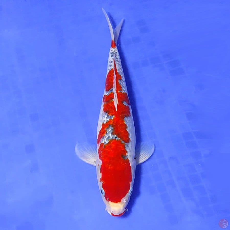 10.RED GOSHIKI 35CM FEMALE