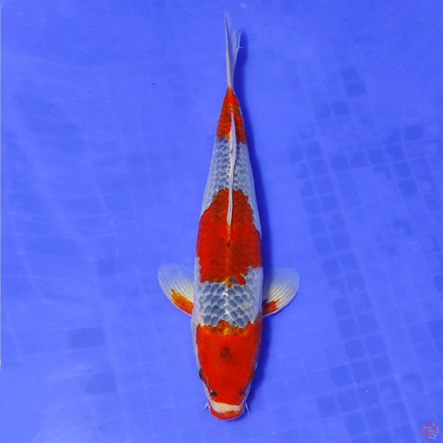 11.GOSHIKI JANTAN 30CM