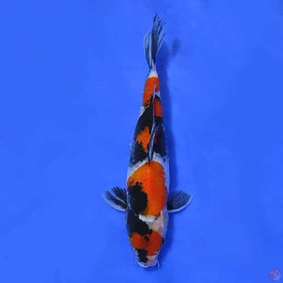 12.MARUTEN SHOWA 30CM FEMALE