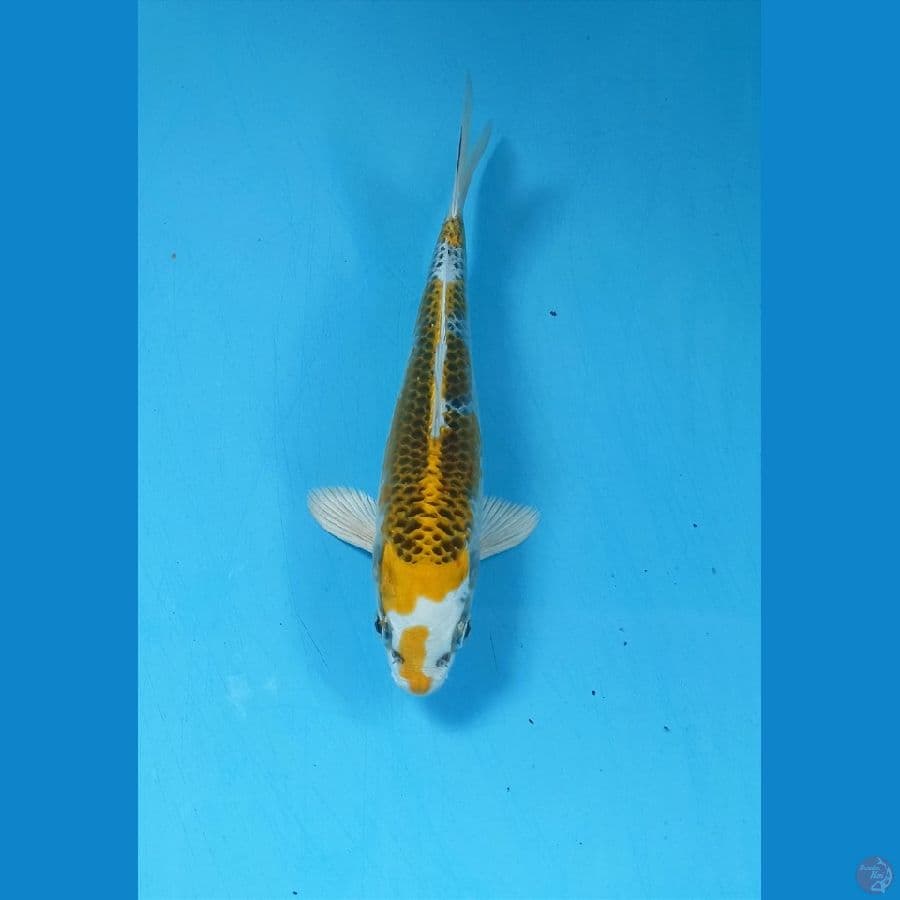 Kujaku 16cm