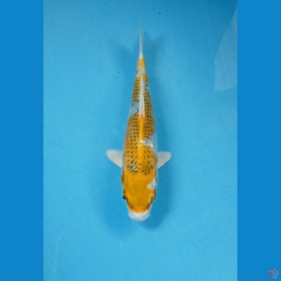 Kin kujaku 18cm