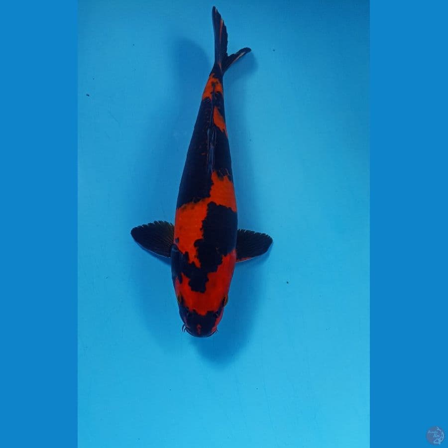 SQ Hi utsuri 29cm male