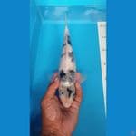 siro tategoi Male 29