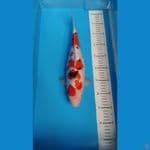 sanke 37 cm female