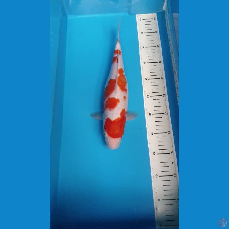 kohaku 35 cm female