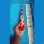 kohaku 36 cm male