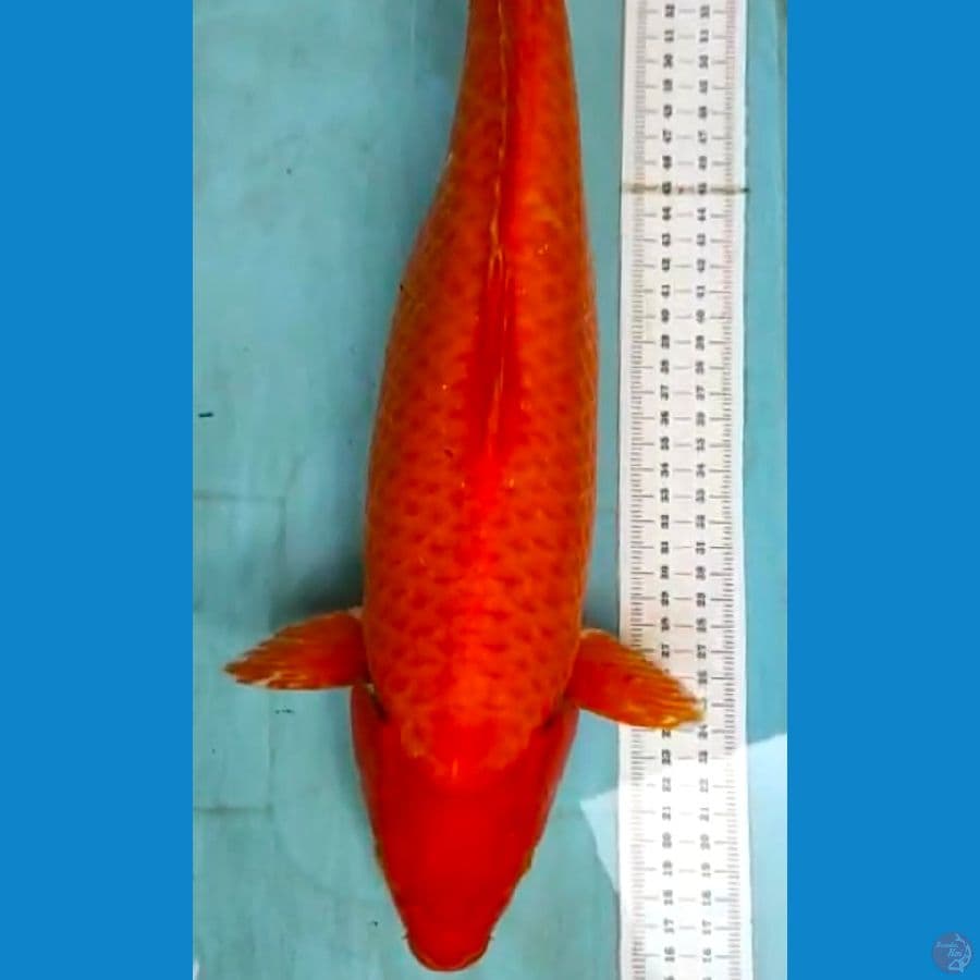 Red karasi 47cm