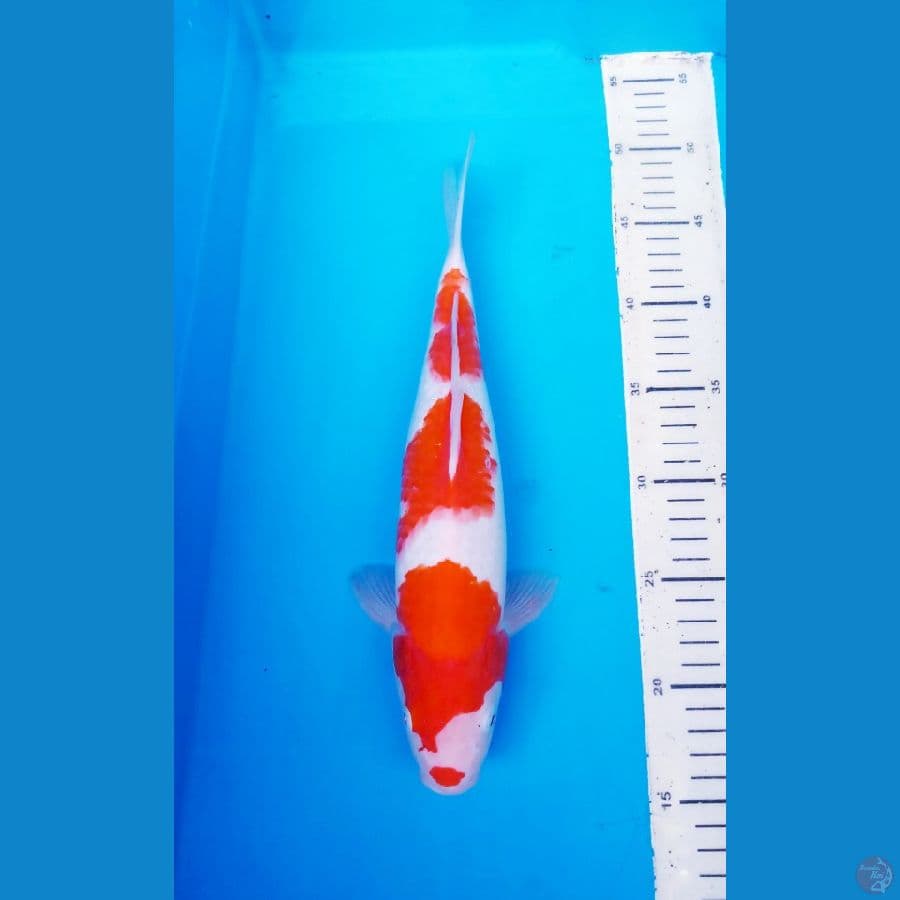 okg 005 KUHAKU KUCIBENI 32cm/ML