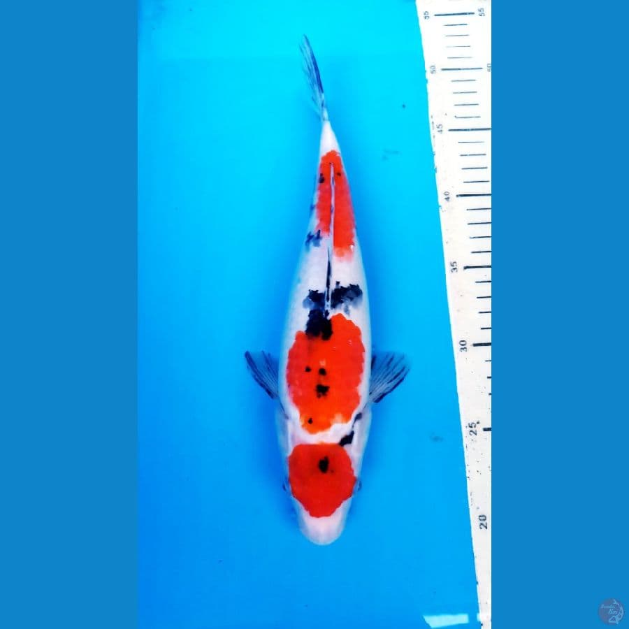 okg007 MARUTEN SANKE 30 cm /F