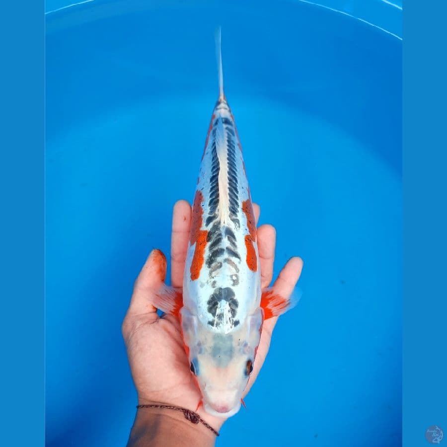 shusui male 