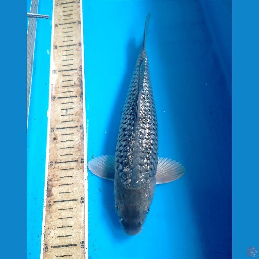 soragoi ginrin 30 cm