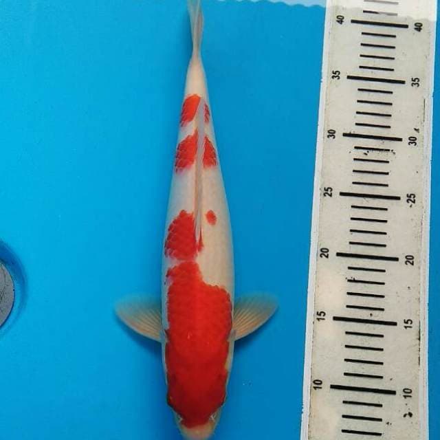 Kohaku Yondan