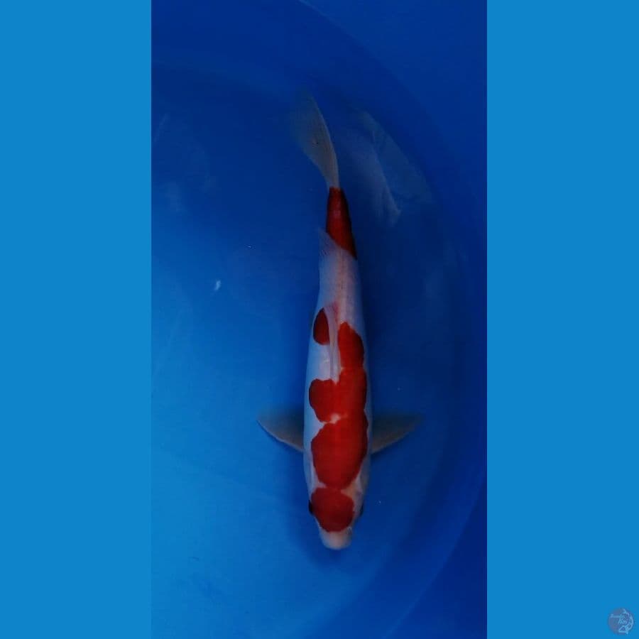 °`Maruten Kohaku Doitsu'°