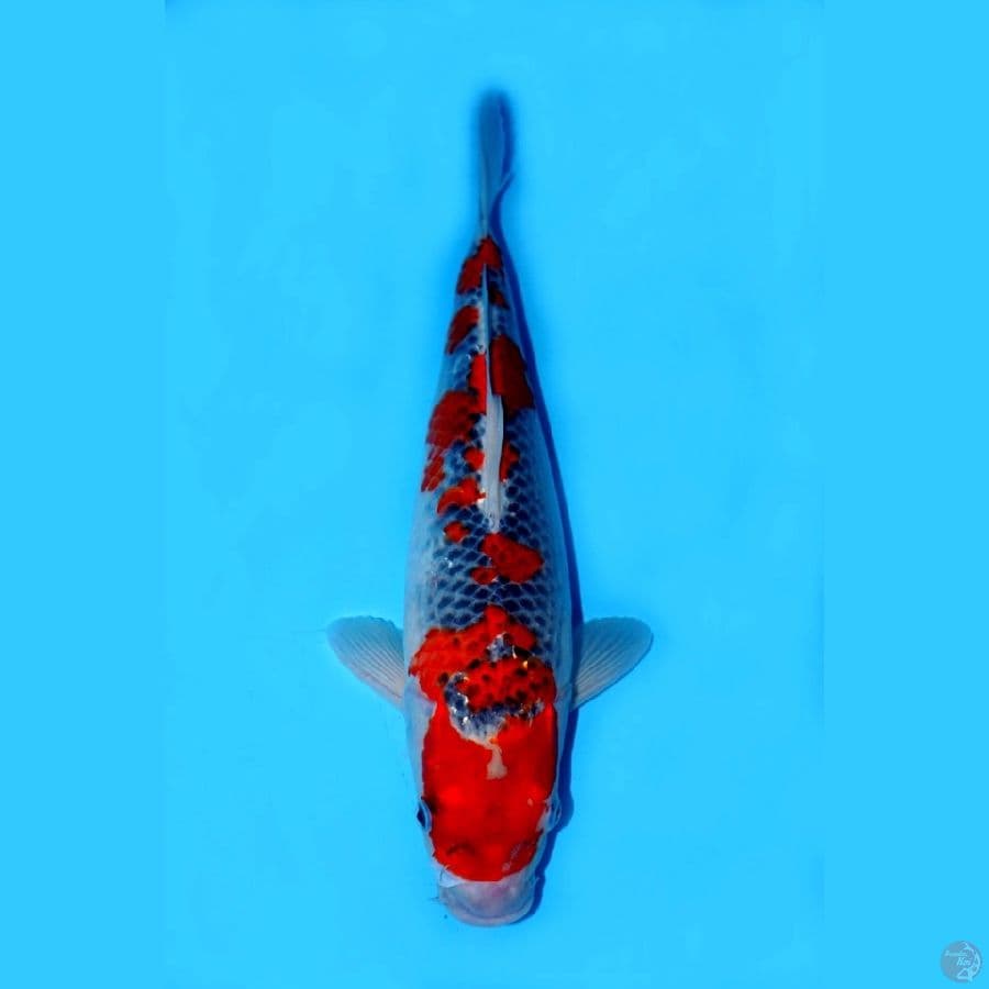 GOSHIKI SQ 40CM (KOLEKSI PRIBADI)