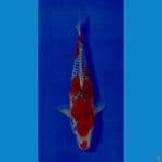 ghosiki 30CM female