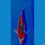 ghosiki 32 Cm Female