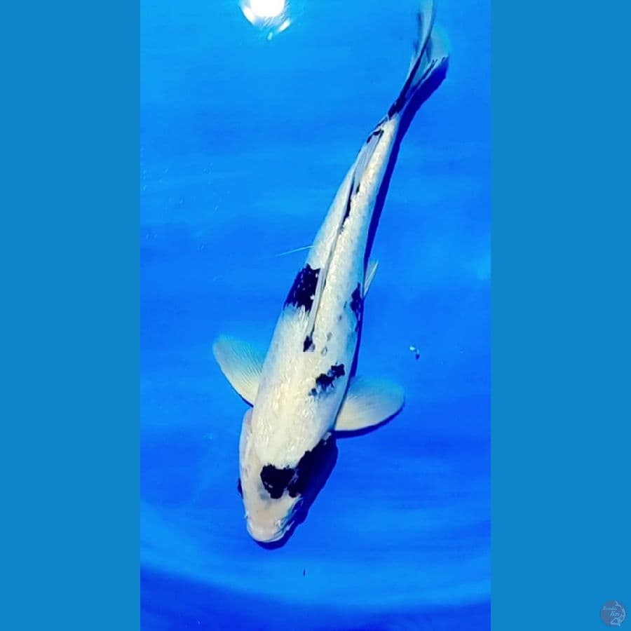 shiro ginrin  30 cm.male 