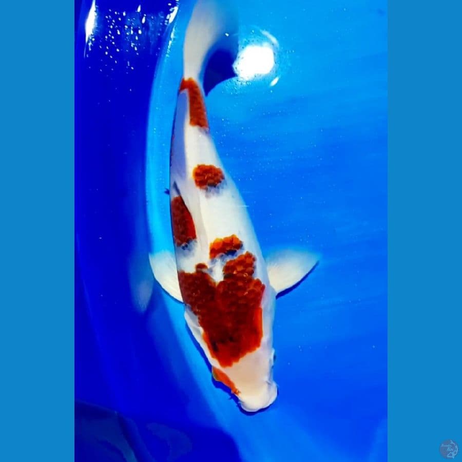 shotbodiy goromo 30 cm male 