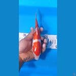 kohaku doitsu 21 cm