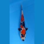 Showa HQ