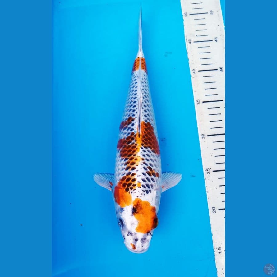 okg.R01 .KUJAKU 32 CM / F