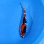 Showa 24cm 