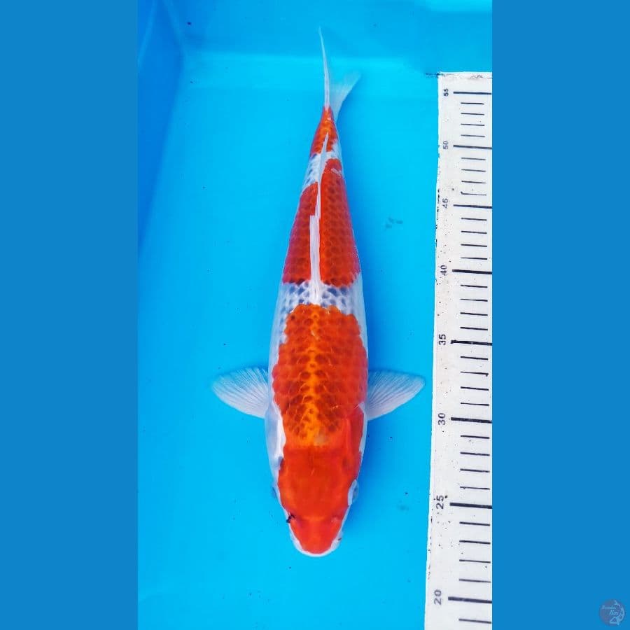 okg.R02. GOSHIKI 33 CM / F