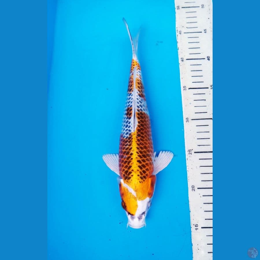 okg R03. KUJAKU 30 CM / F