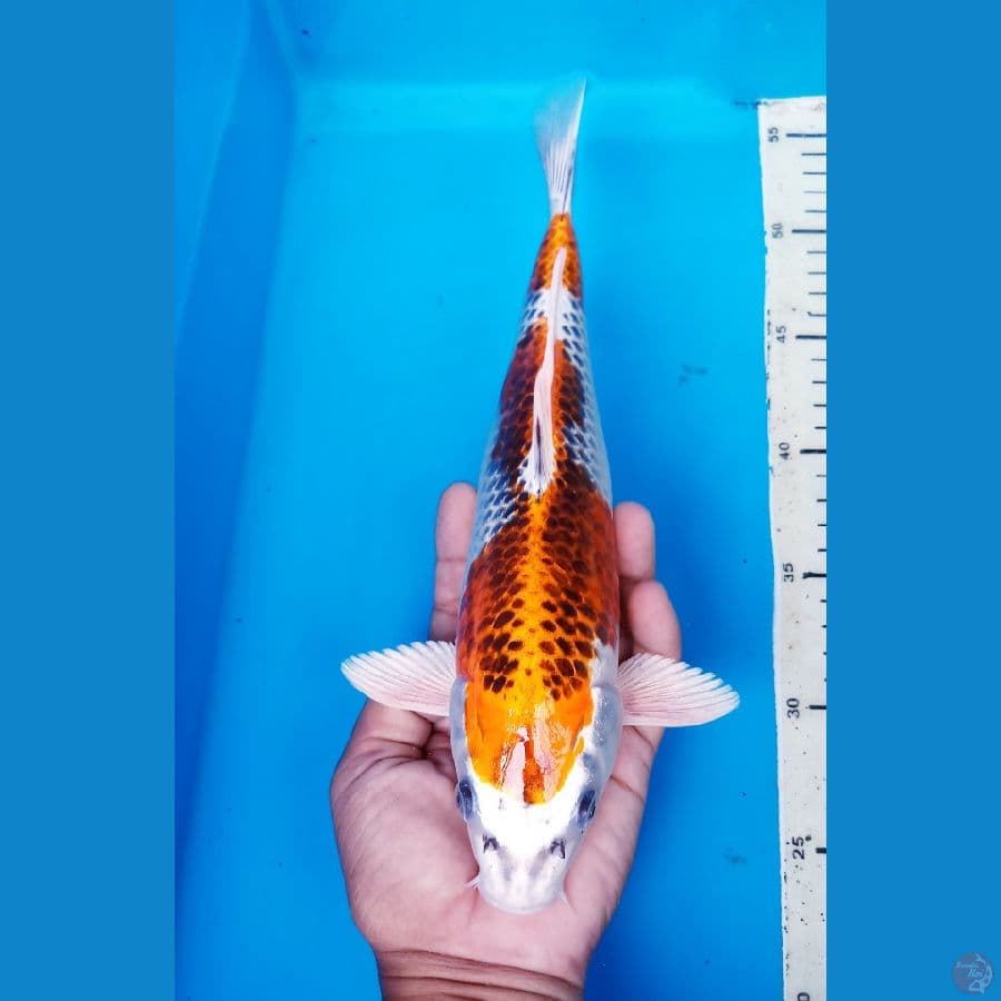 okg R04. KUJAKU 28 CM / F