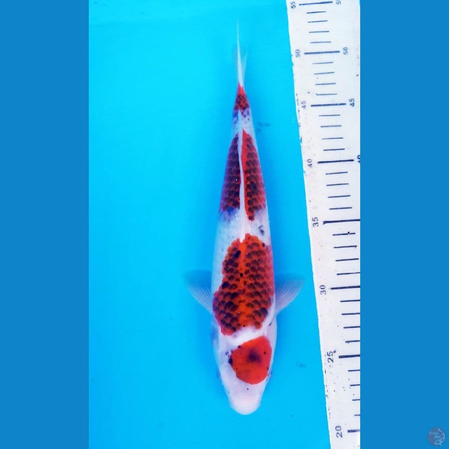 okg R05. AI GOROMO 30 CM / F