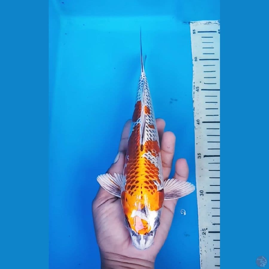 okg R08. GINGA 27 CM / M