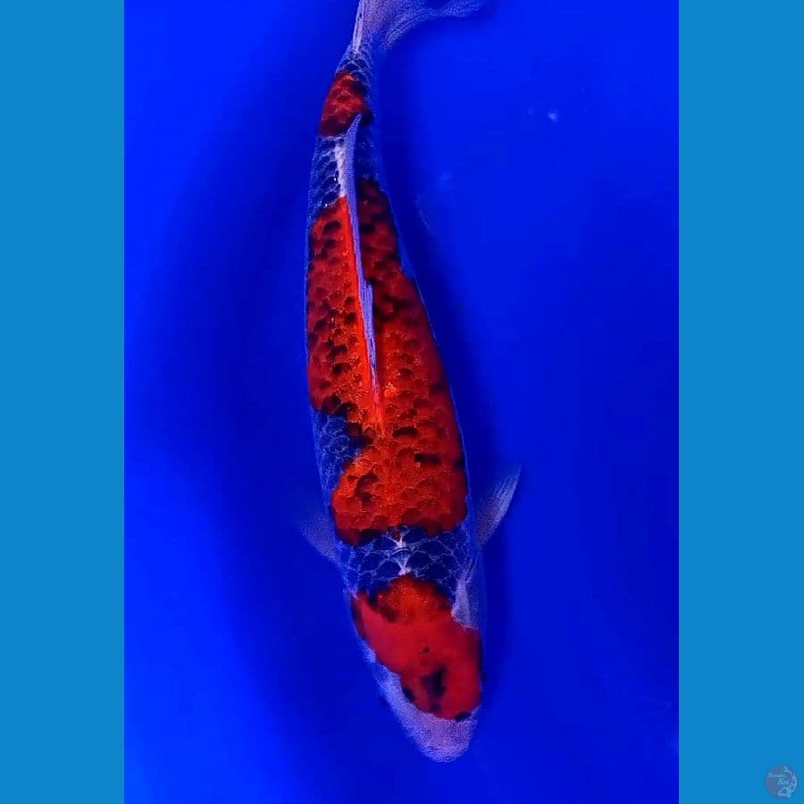 jumbo red goshiki 40 bu/39