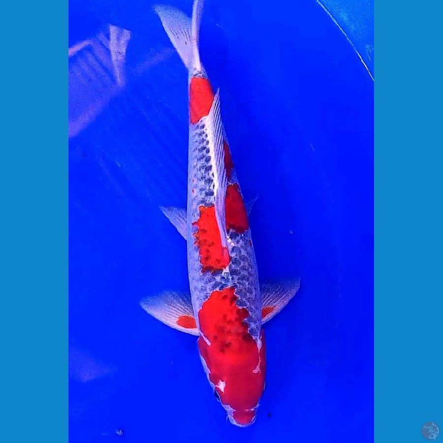 strong goshiki M 39 cm