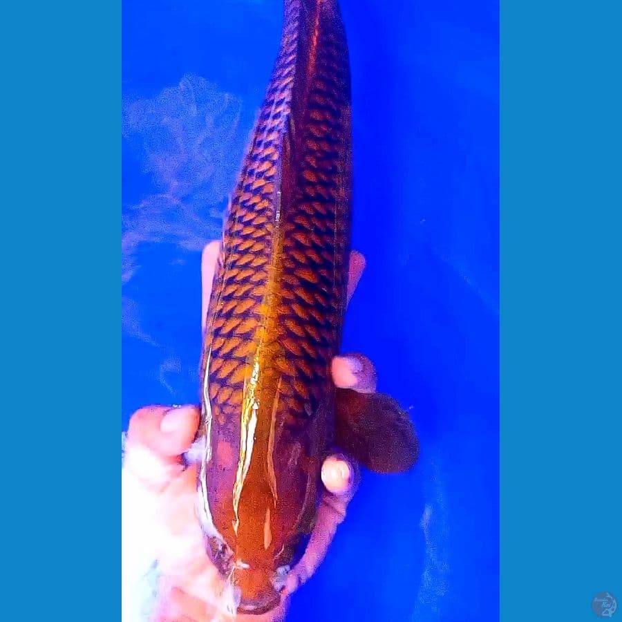 tembaga fukurin f40 cm