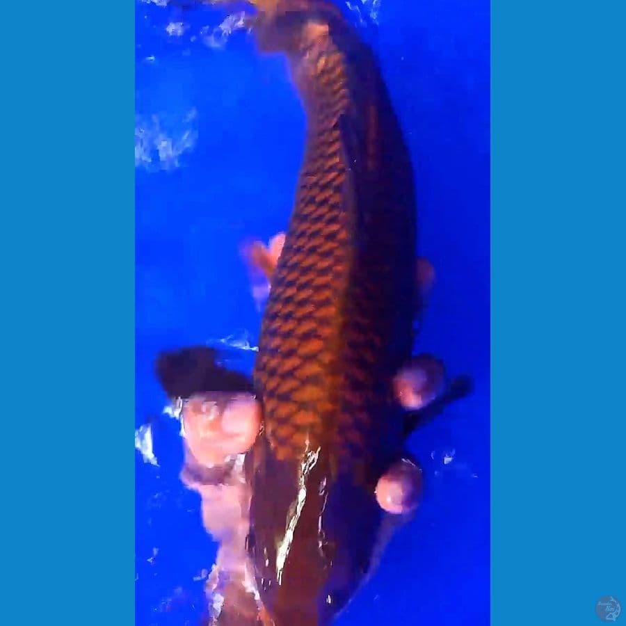 tembaga merah M37 cm