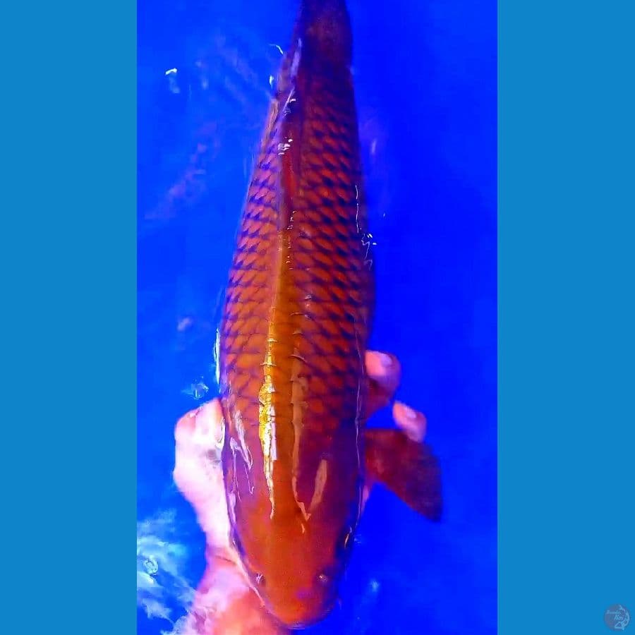 jumbo caghoi f46 cm