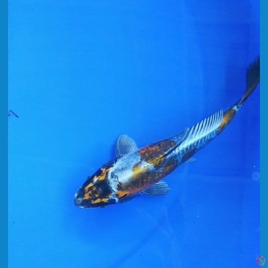 20cm kikokuryu