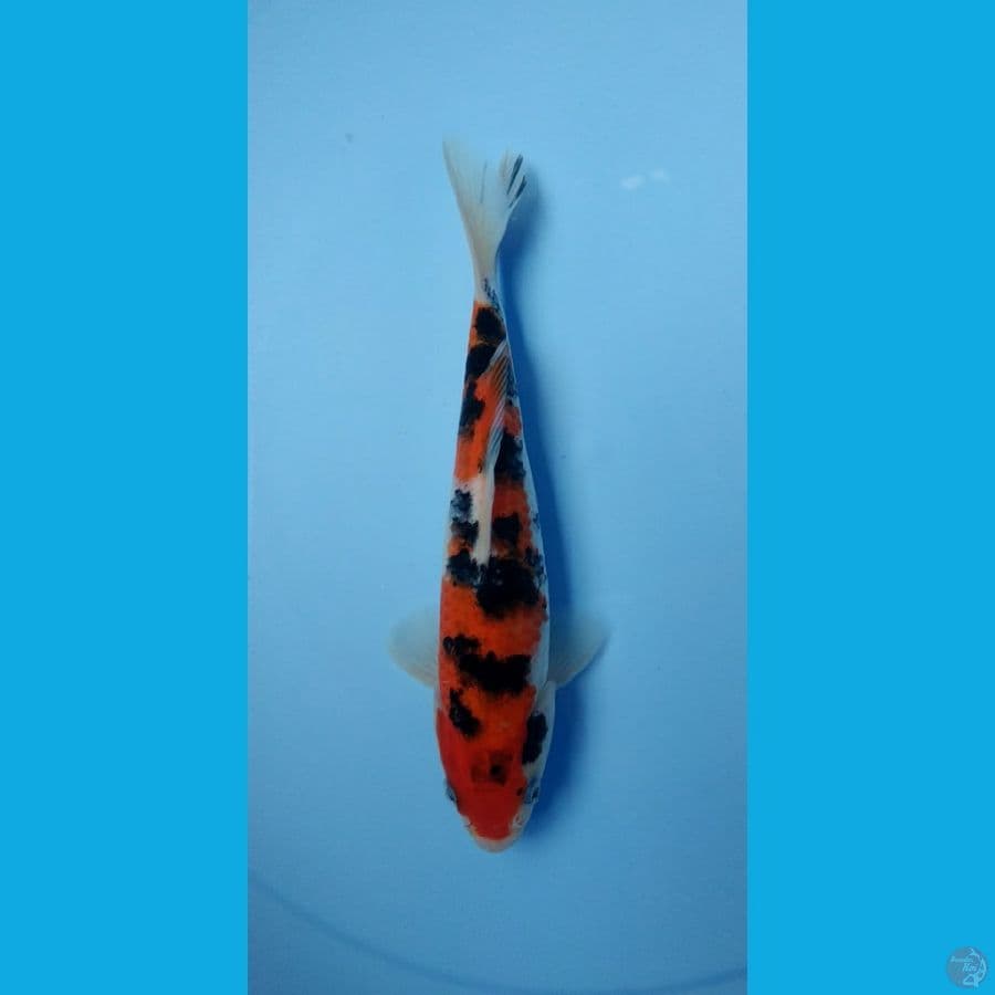 sanke 20cm male
