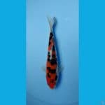 sanke 20cm male